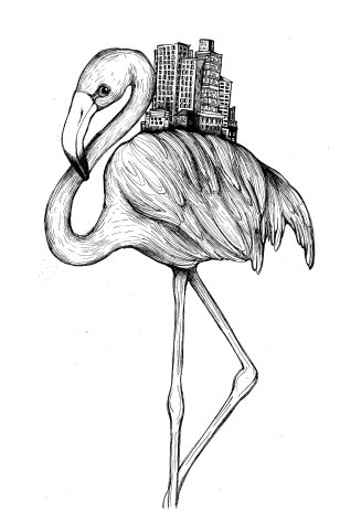 fenicotterocittasottili1